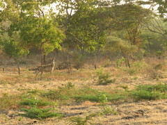 Rusa timorensis