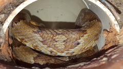 Trimorphodon paucimaculatus