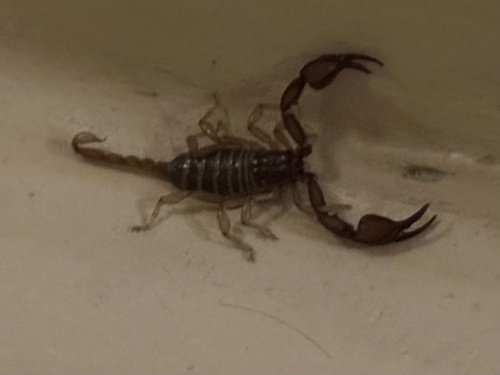 Euscorpius hyblaeus