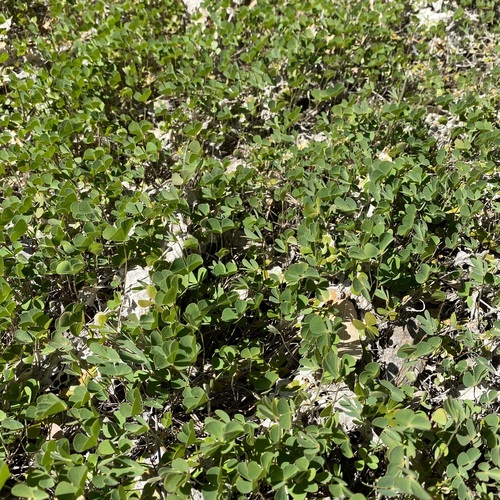 Chihuahuan waterclover (Marsilea mollis)