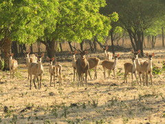 Rusa timorensis
