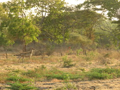 Rusa timorensis