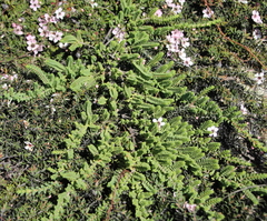 Pimelea urvilleana