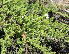 Pimelea urvilleana