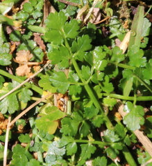 Apium prostratum filiforme