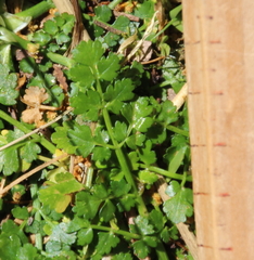 Apium prostratum filiforme