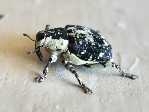 Speckled Agave Weevil photo 2