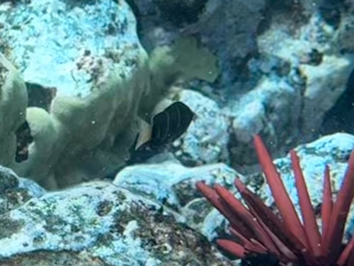 Plectroglyphidodon phoenixensis, 2025-03-21