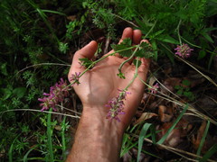 Agastache breviflora