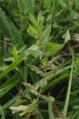 Teucrium scordium