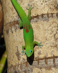 Gold Dust Day Gecko photo 3