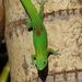 Gold Dust Day Gecko - Photo (c) kathawk, some rights reserved (CC BY-NC), uploaded by kathawk