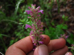 Agastache breviflora