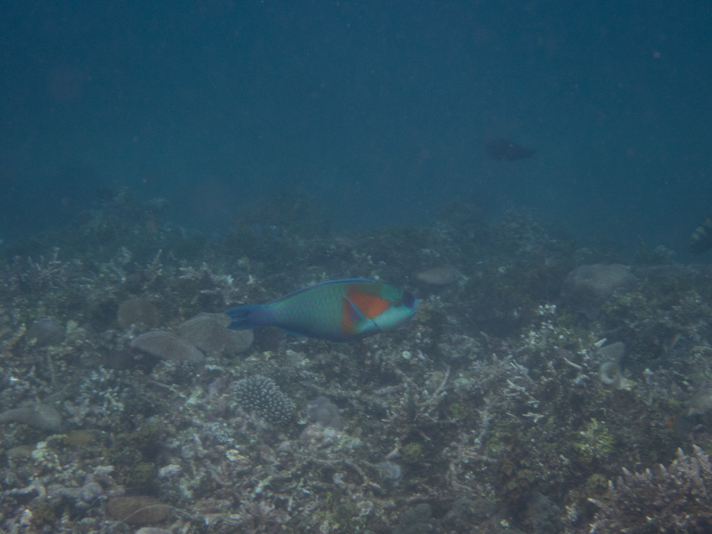 Bower's Parrotfish