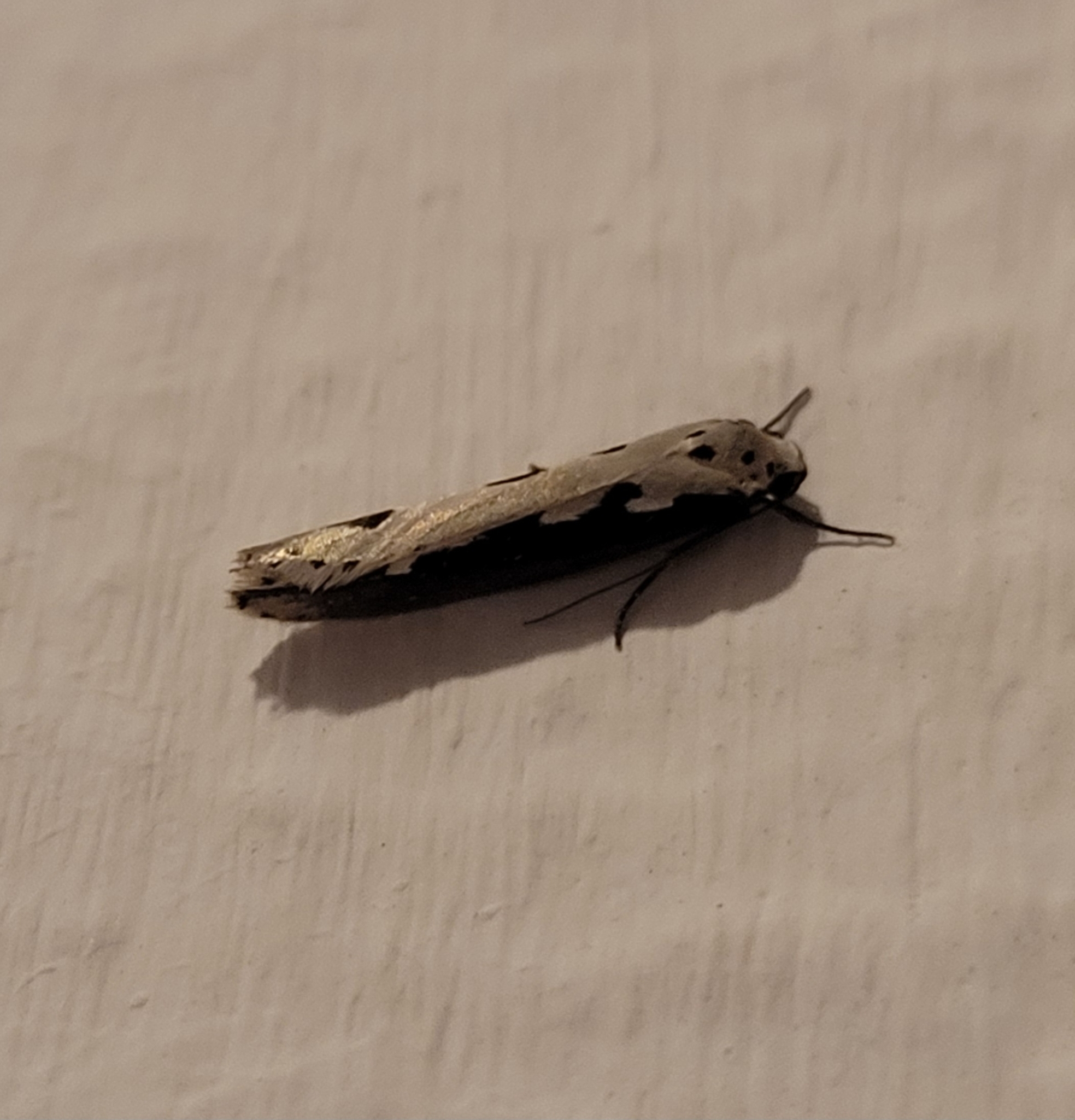 Ethmia bipunctella