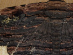Anisoneura aluco