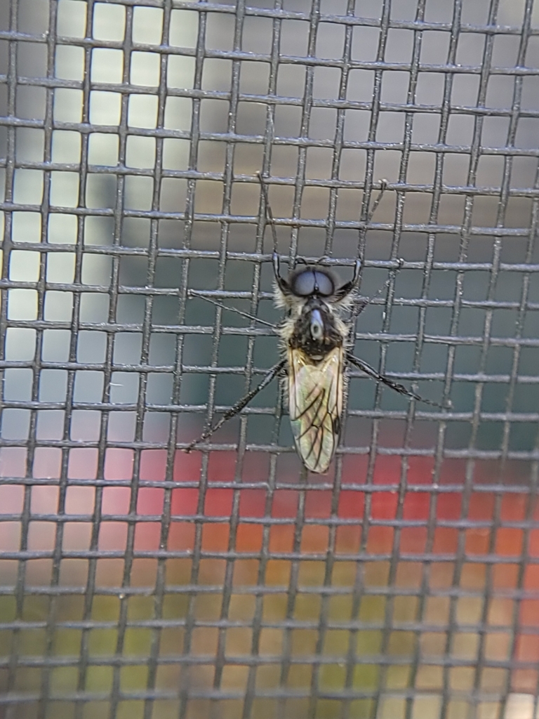 White-winged March Fly