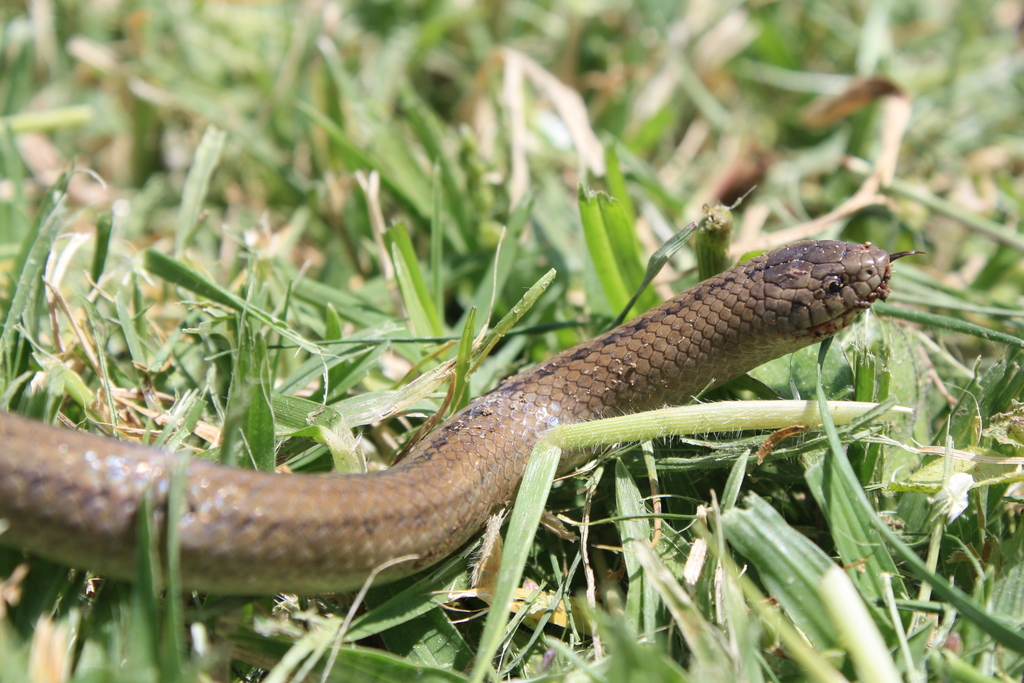 Cope's Earth Snake