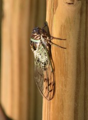 Diceroprocta marevagans