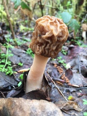 Verpa bohemica