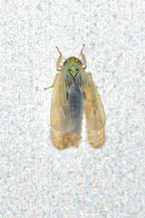 Macrosteles quadrilineatus