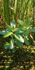Ludwigia grandiflora