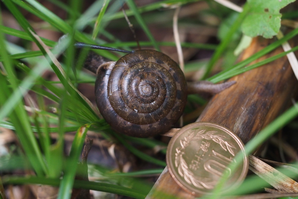 Satsuma moellendorffiana