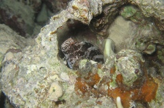 Black Blenny photo 3