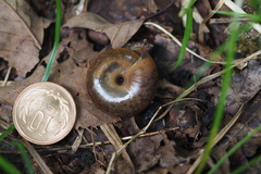 Satsuma moellendorffiana thaanumi