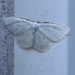 Lomographa glomeraria