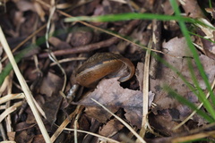 Satsuma moellendorffiana thaanumi