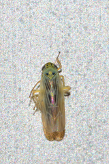Macrosteles quadrilineatus