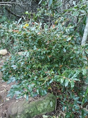 Ochna serrulata