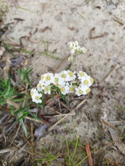 Achillea salicifolia