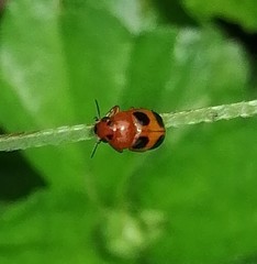 Ceratobasis koenigii