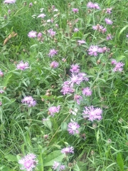 Centaurea oxylepis
