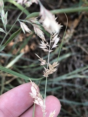 One-sided Lovegrass (Eragrostis secundiflora)