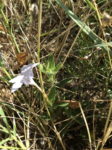 Ruellia humilis