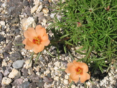 Portulaca suffrutescens