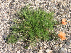Portulaca suffrutescens