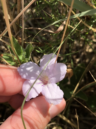 fringeleaf wild petunia (Ruellia humilis)