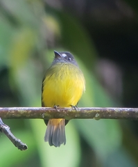Myiotriccus ornatus