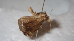 Hypena crassalis