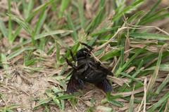 Xylocopa phalothorax