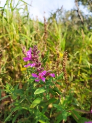 Lythrum salicaria