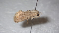 Caradrina clavipalpis