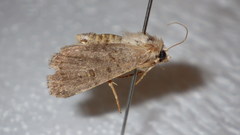 Caradrina clavipalpis