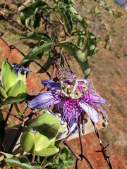Passiflora cincinnata