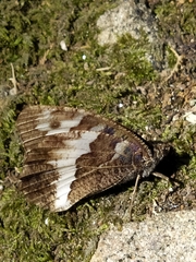 Brintesia circe