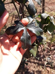 Passiflora cincinnata